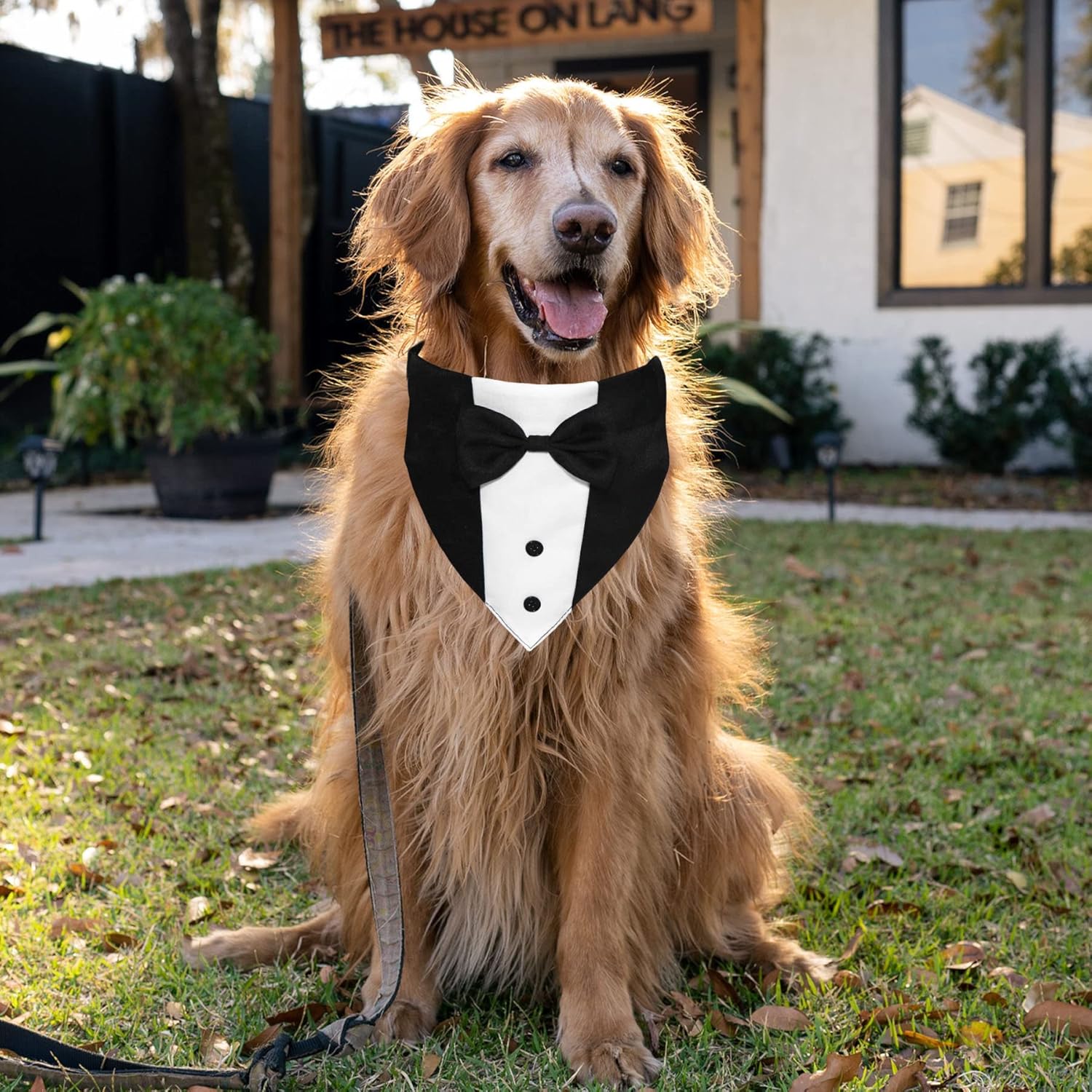 GOYOSWA premium pet wedding apparel featuring integrated metal D ring for leash attachment