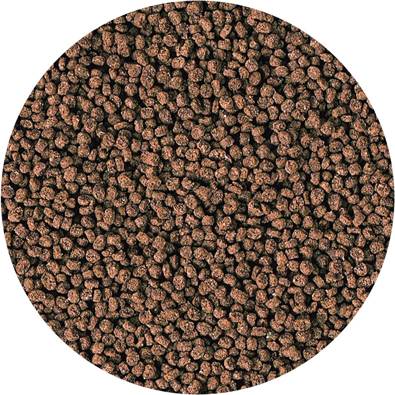 Small marine fish feeding on Hikari sinking pellets