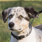 Herm Sprenger canine behavior correction collar laid flat to illustrate the Ultra Plus center plate system.