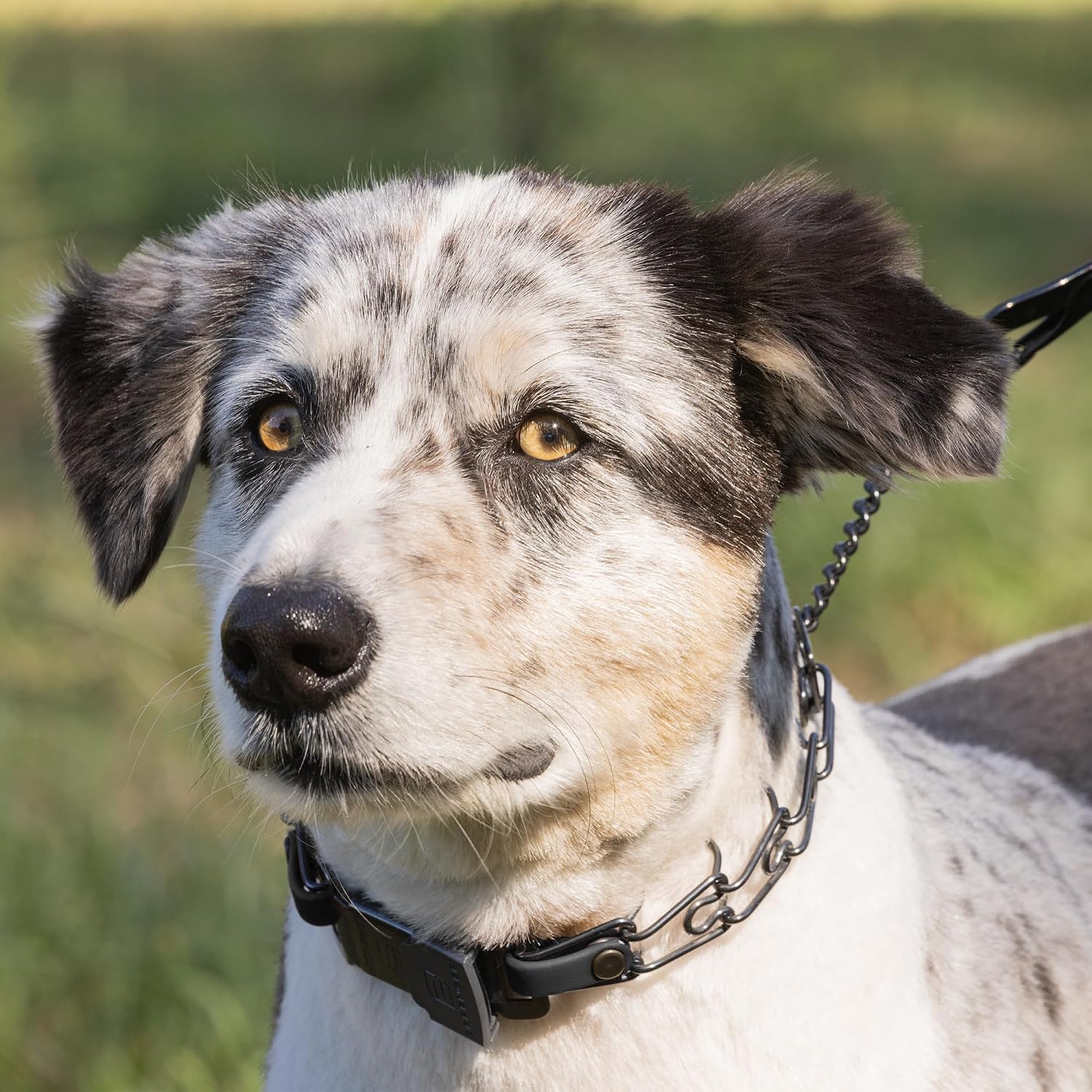 Herm Sprenger canine behavior correction collar laid flat to illustrate the Ultra Plus center plate system.