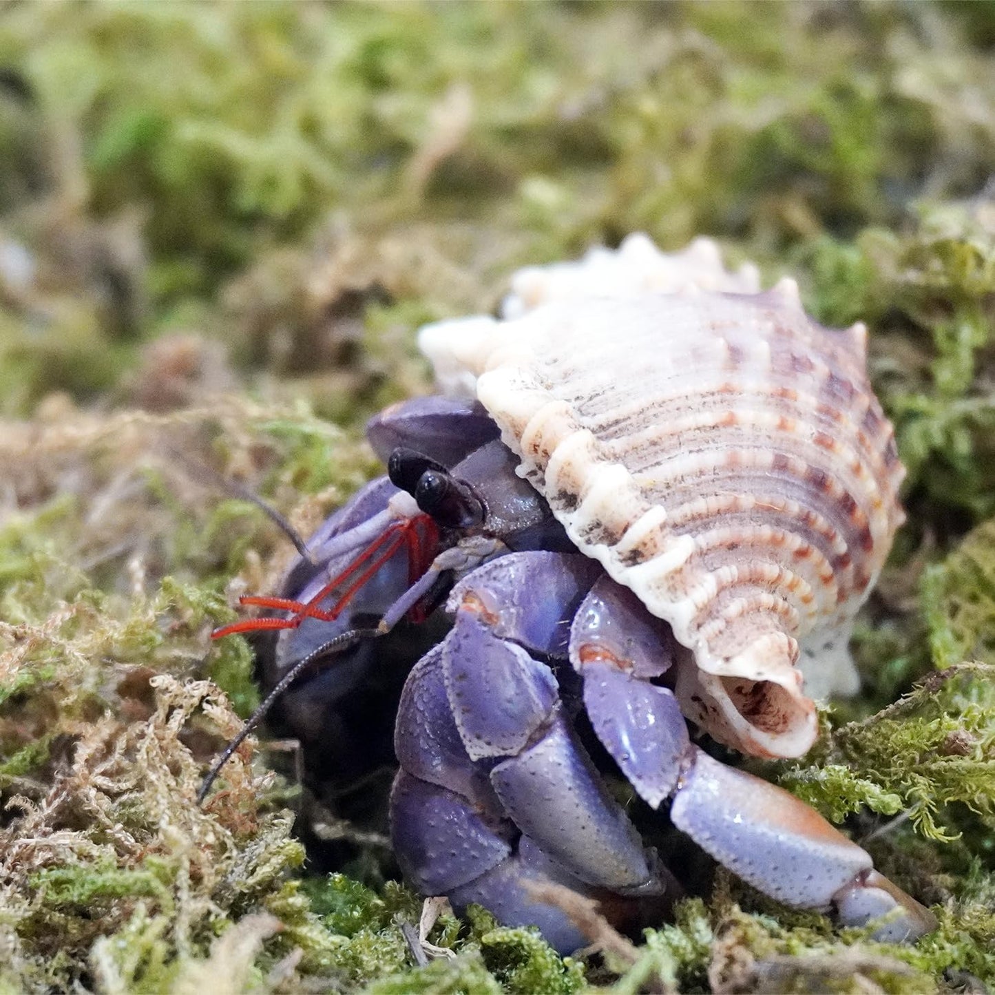 All natural dye free moss substrate for hermit crab tank setup