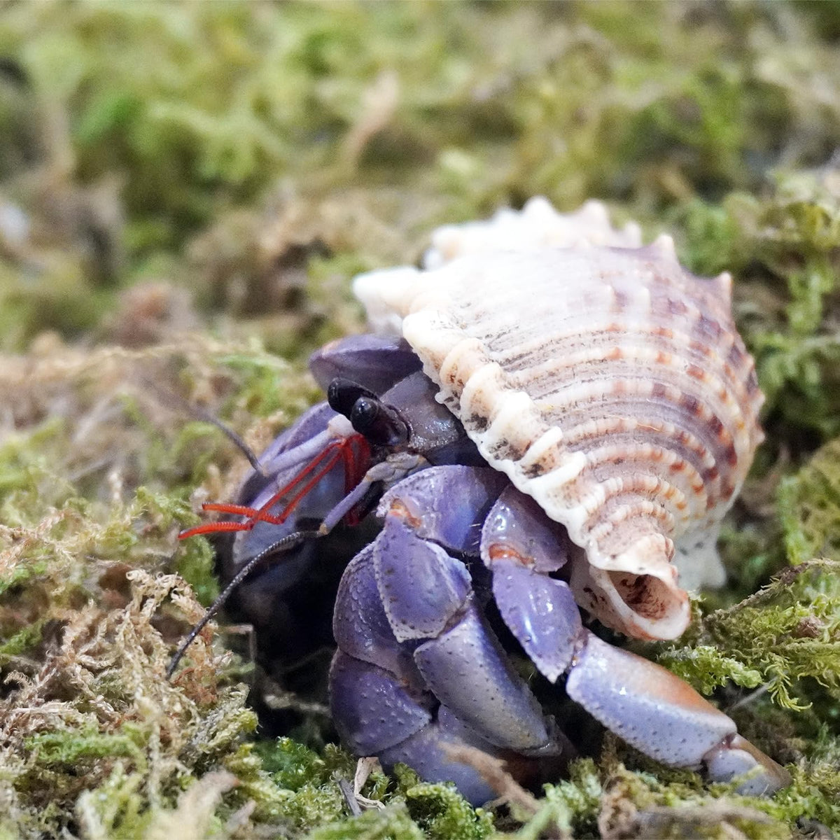 Begeterday hermit crab moss packaging and product details
