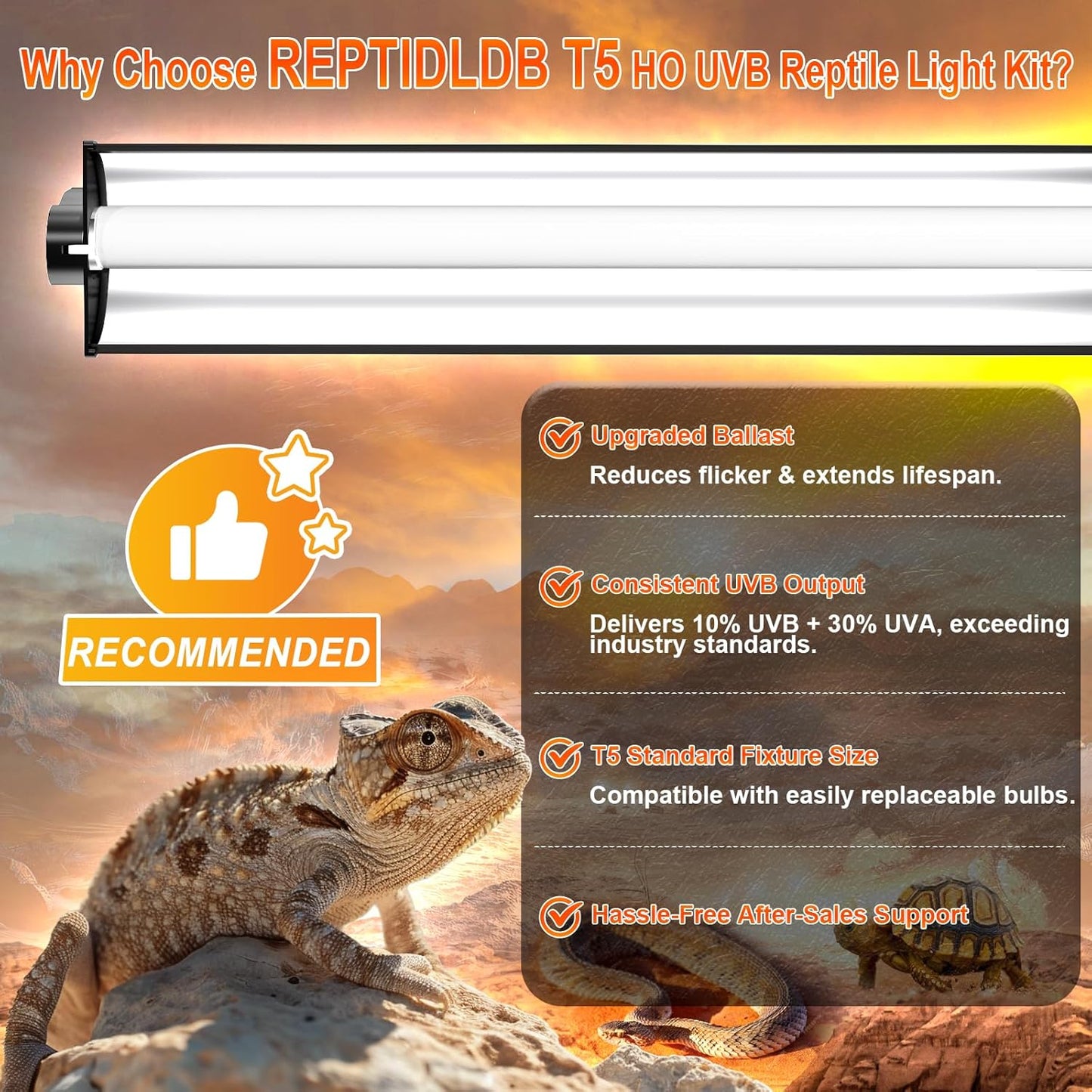 REPTIDLDB 8W desert UV lamp combo kit illuminating a bearded dragon terrarium setup.