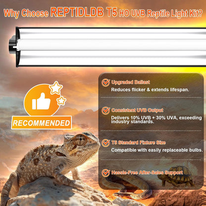 REPTIDLDB 8W desert UV lamp combo kit illuminating a bearded dragon terrarium setup.