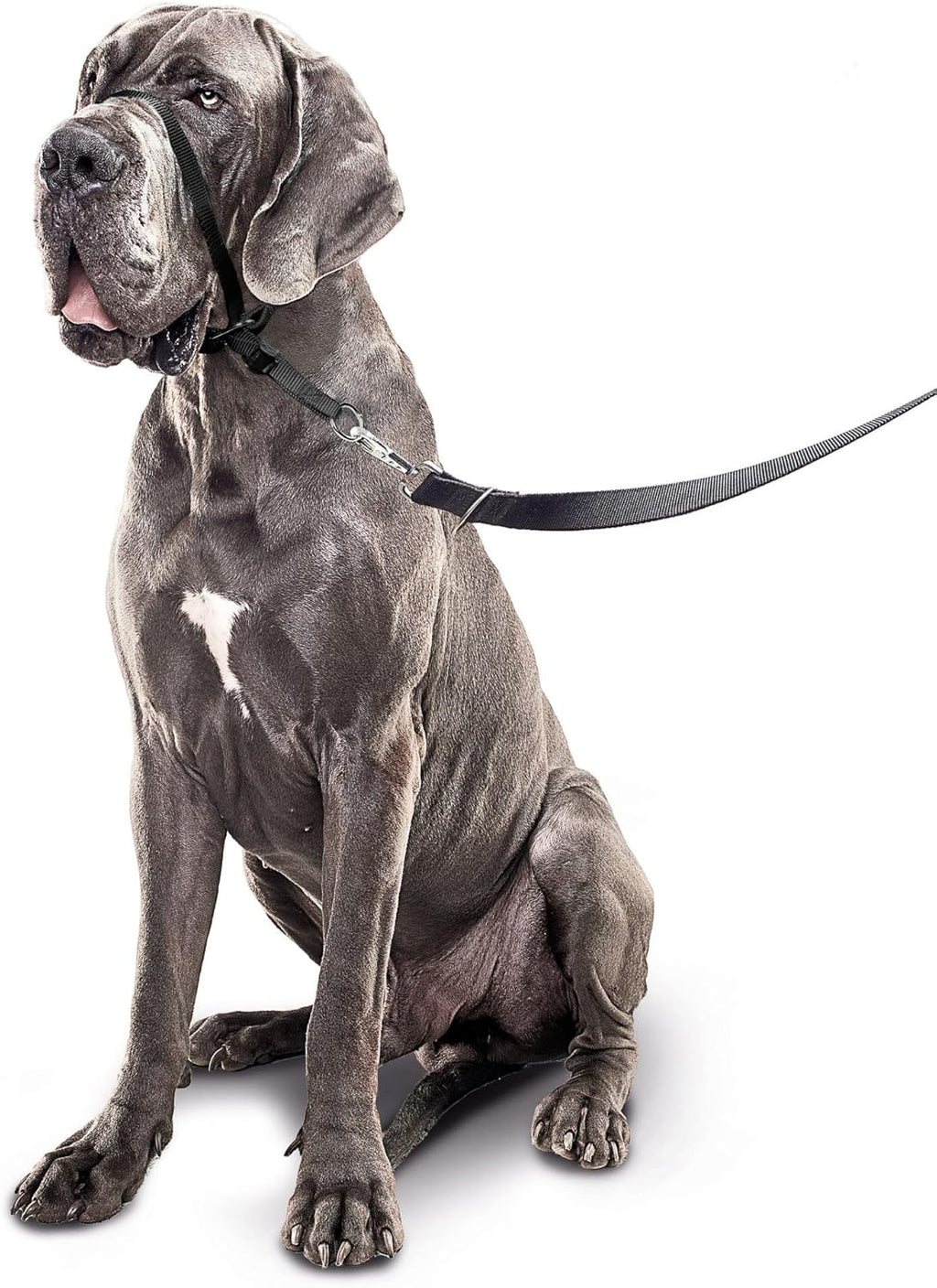 Black Beaphar Gentle Leader adjustable training head collar close up
