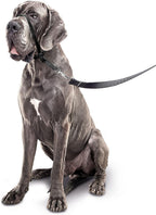 Black Beaphar Gentle Leader adjustable training head collar close up