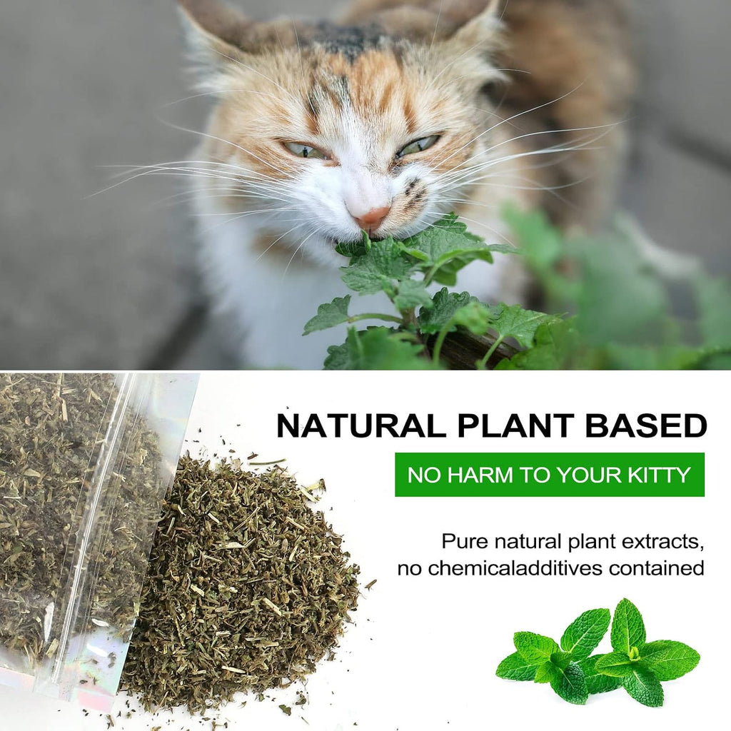 Natural loose catmint herb spilled onto a clean white surface.