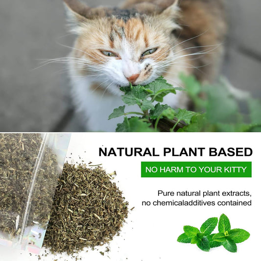 Natural loose catmint herb spilled onto a clean white surface.