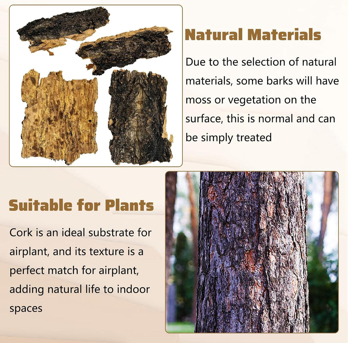 VCEPJH natural wood flats used as a hiding spot for bearded dragons.