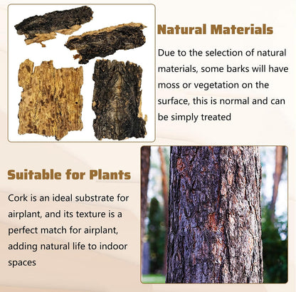VCEPJH natural wood flats used as a hiding spot for bearded dragons.