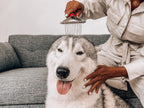 Tuff Pupper Dog Undercoat Rake Tool | Easily & Safely Remove Dead, Matted Or Knotted Hair | Ergonomic Dematting Comb For Thick Coats | Non-Slip Safety Handle Provides Precision Control Against Knots - Image 9