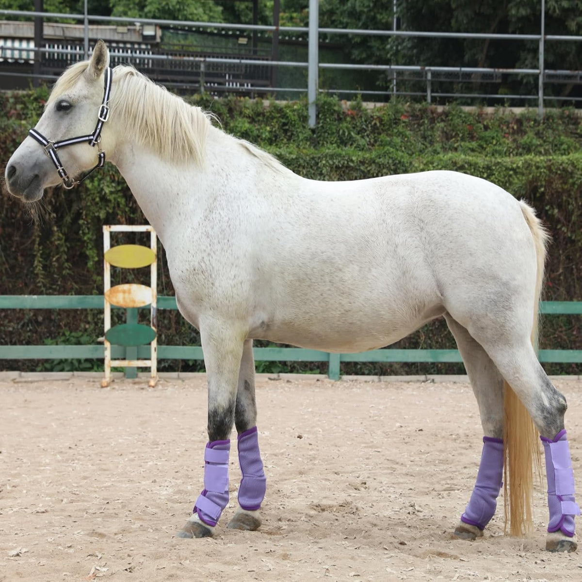 Gallopoff protective horse leggings fitted on a horse in a pasture setting