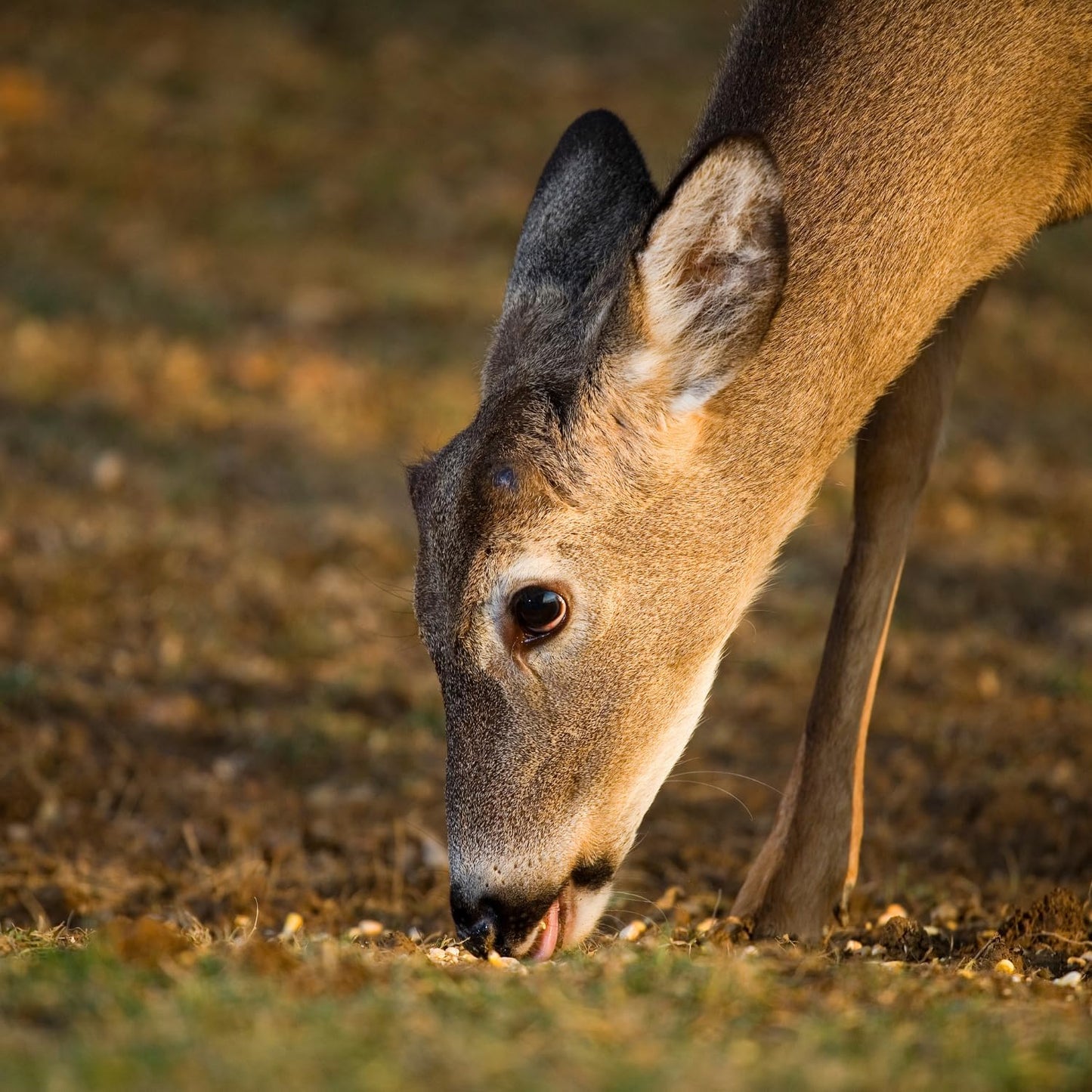 Himsel Farms pure wildlife snacks corn kernels for garden animal foraging