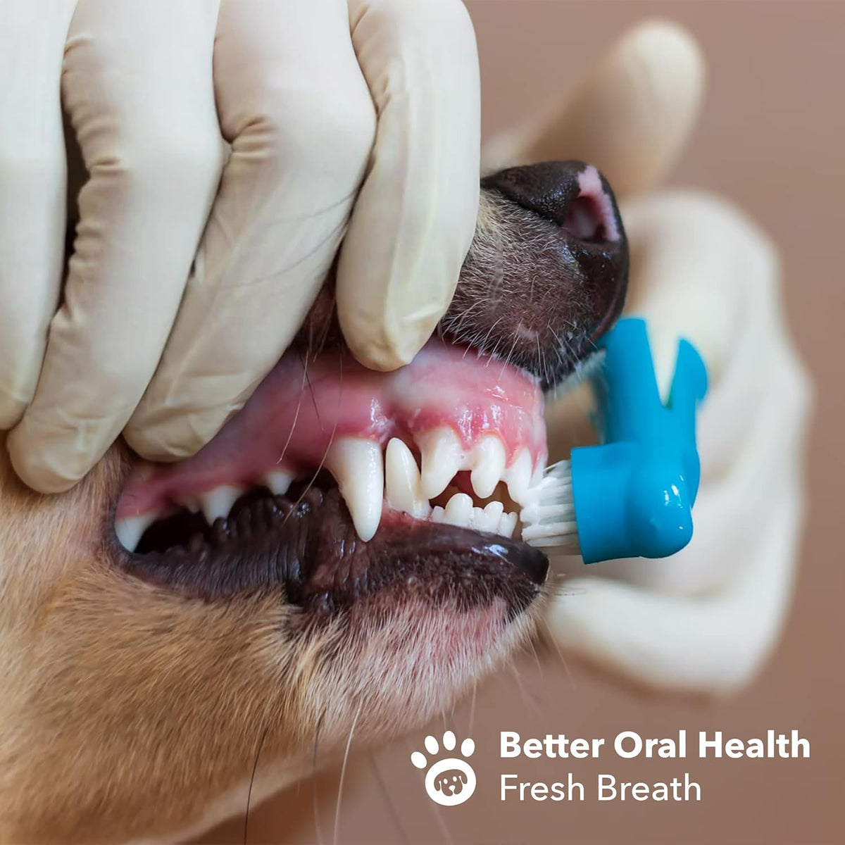 Boshel pet toothbrush kit for small and large breeds