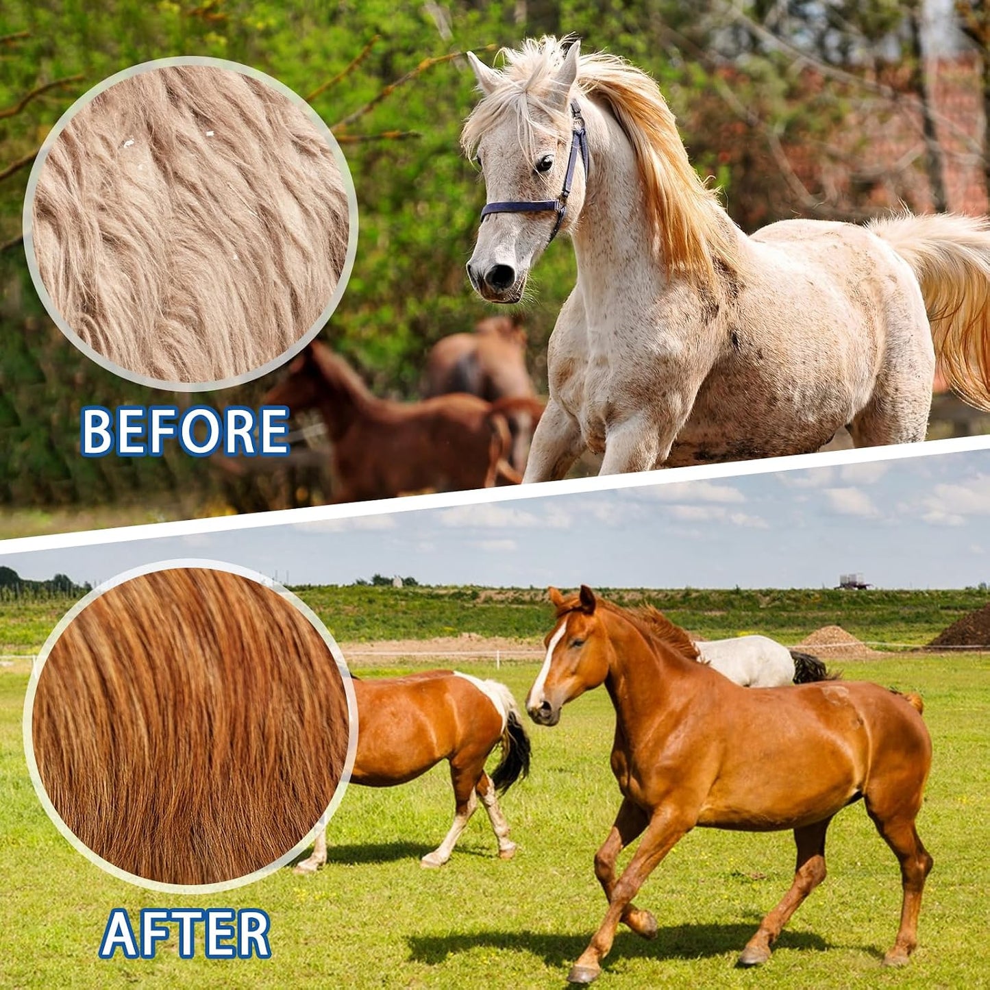 Using metal curry comb to remove mud from livestock