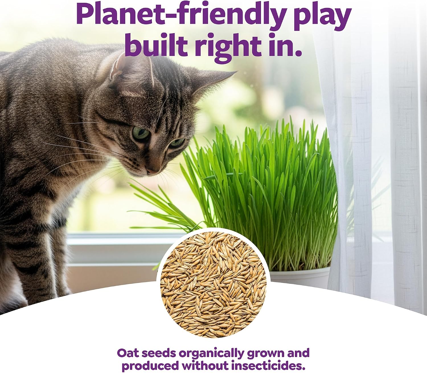 Domestic cat safely nibbling on fresh home grown organic grass.