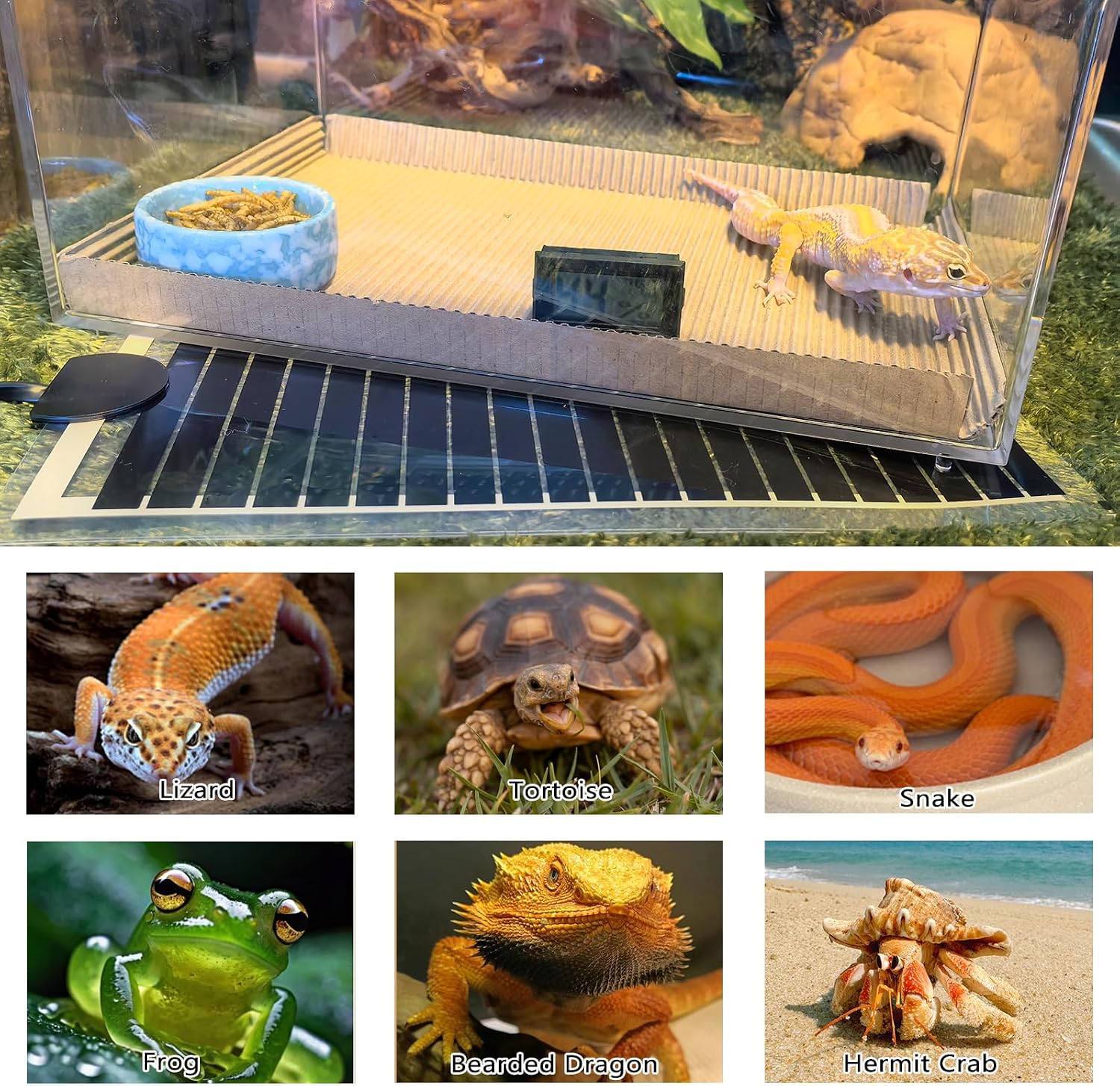 Side view setup of the Hamiledyi 7W heater attached to a glass hermit crab enclosure.
