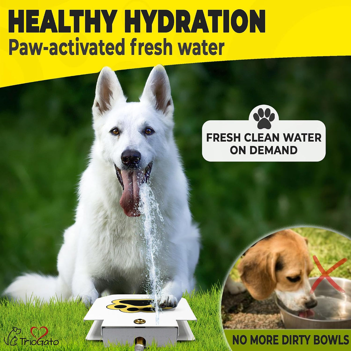Dog using Trio Gato paw activated water dispenser
