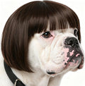 Fishboy funny dog wig front view showcasing the brown bob hairstyle with blunt bangs