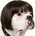 Fishboy funny dog wig front view showcasing the brown bob hairstyle with blunt bangs
