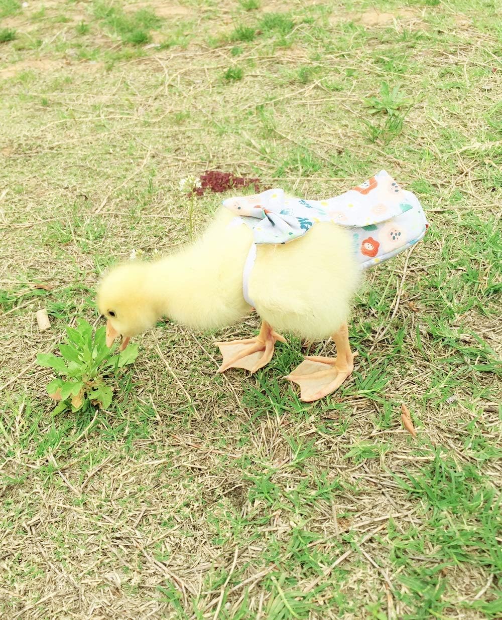 HEZHUO washable poultry diaper with hook and loop closure