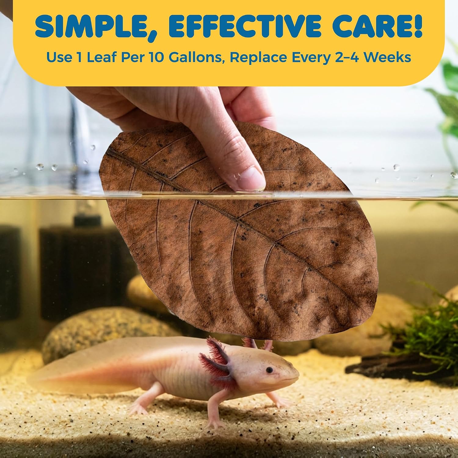Axolotl resting near SunGrow Indian Almond leaves