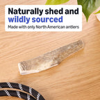 Natural elk antler chew showing exposed inner marrow