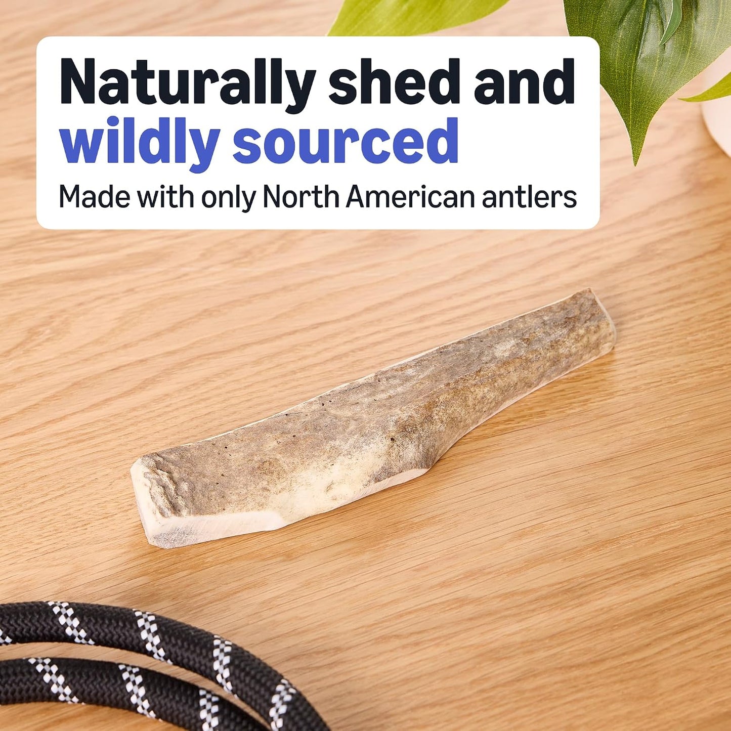 Natural elk antler chew showing exposed inner marrow