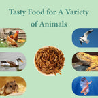 WORMSKING Dried Mealworms for Wild Birds and Chicken, 2LB | For Poultry, Tasty Bird Food, Great Bird Watching Gift - Image 8