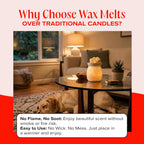 Companion Candles USA imported wax melt coconut soy blend