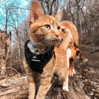 rabbitgoo Escape Proof Cat Harness and Leash Set, Xs, Black | 4-point Adjustable, Quick-snap Buckles, All-weather Mesh, Secure Leash Clip, Reflective Strips, for Small & Average Cats - Image 9