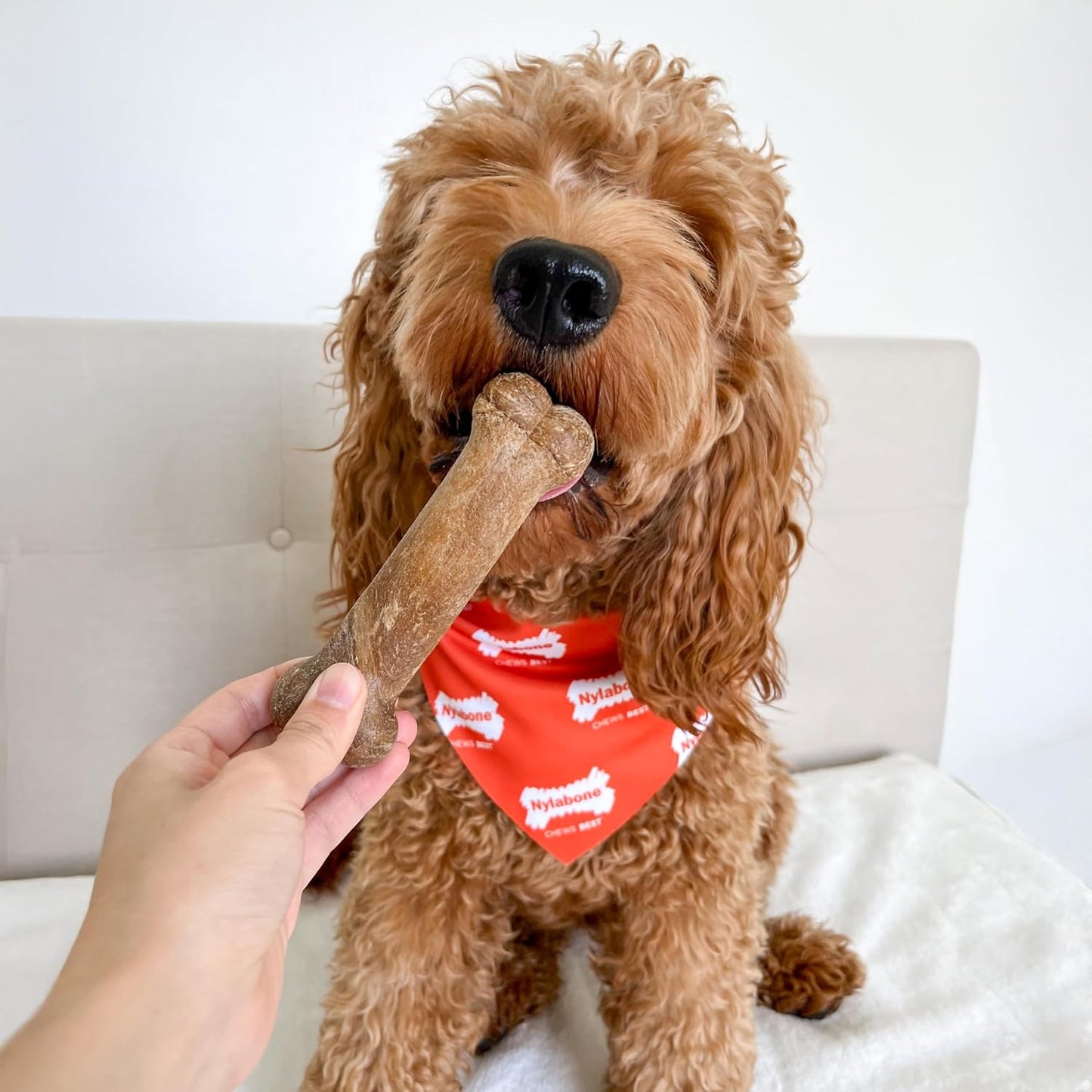 All natural long lasting digestible dog treats roast beef flavor two count pack