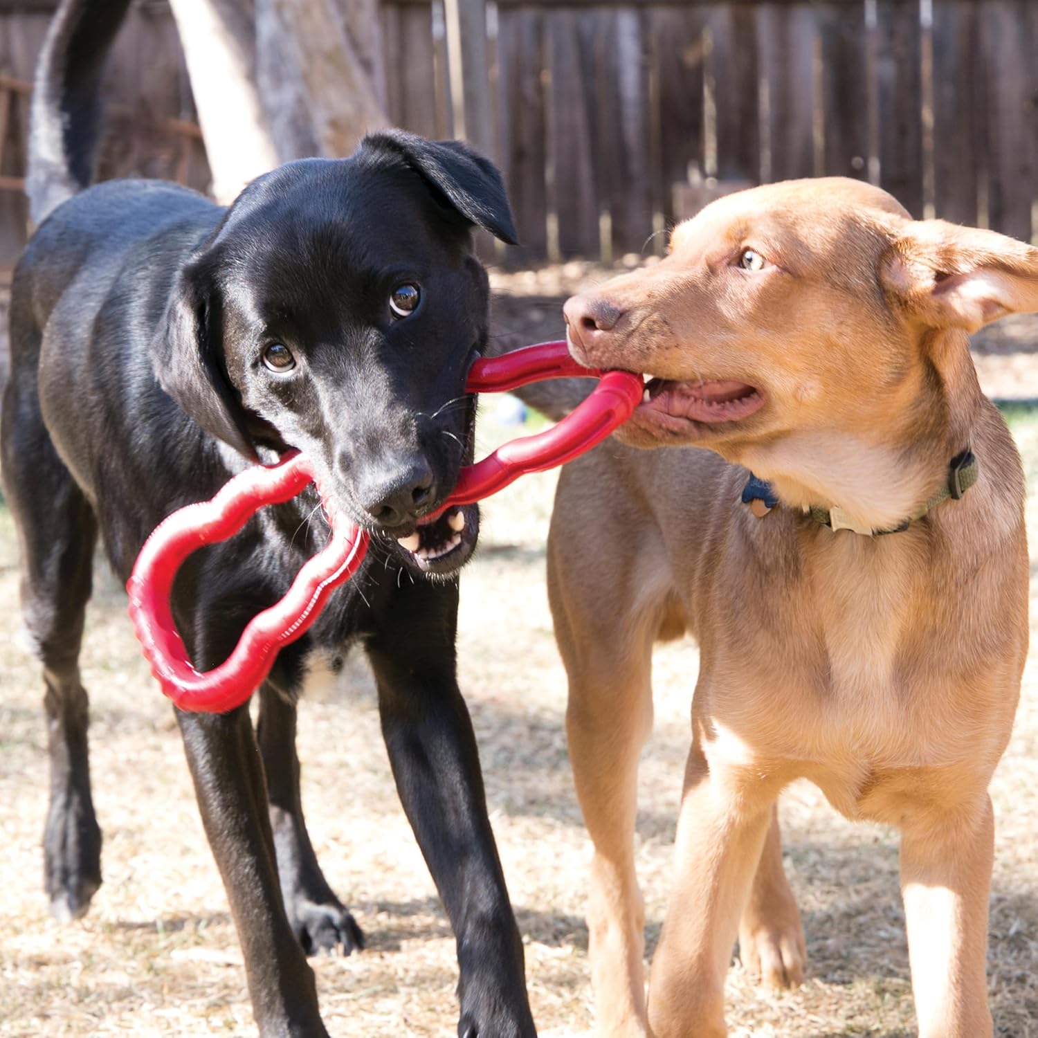 Interactive rubber dog toy for tug of war games.