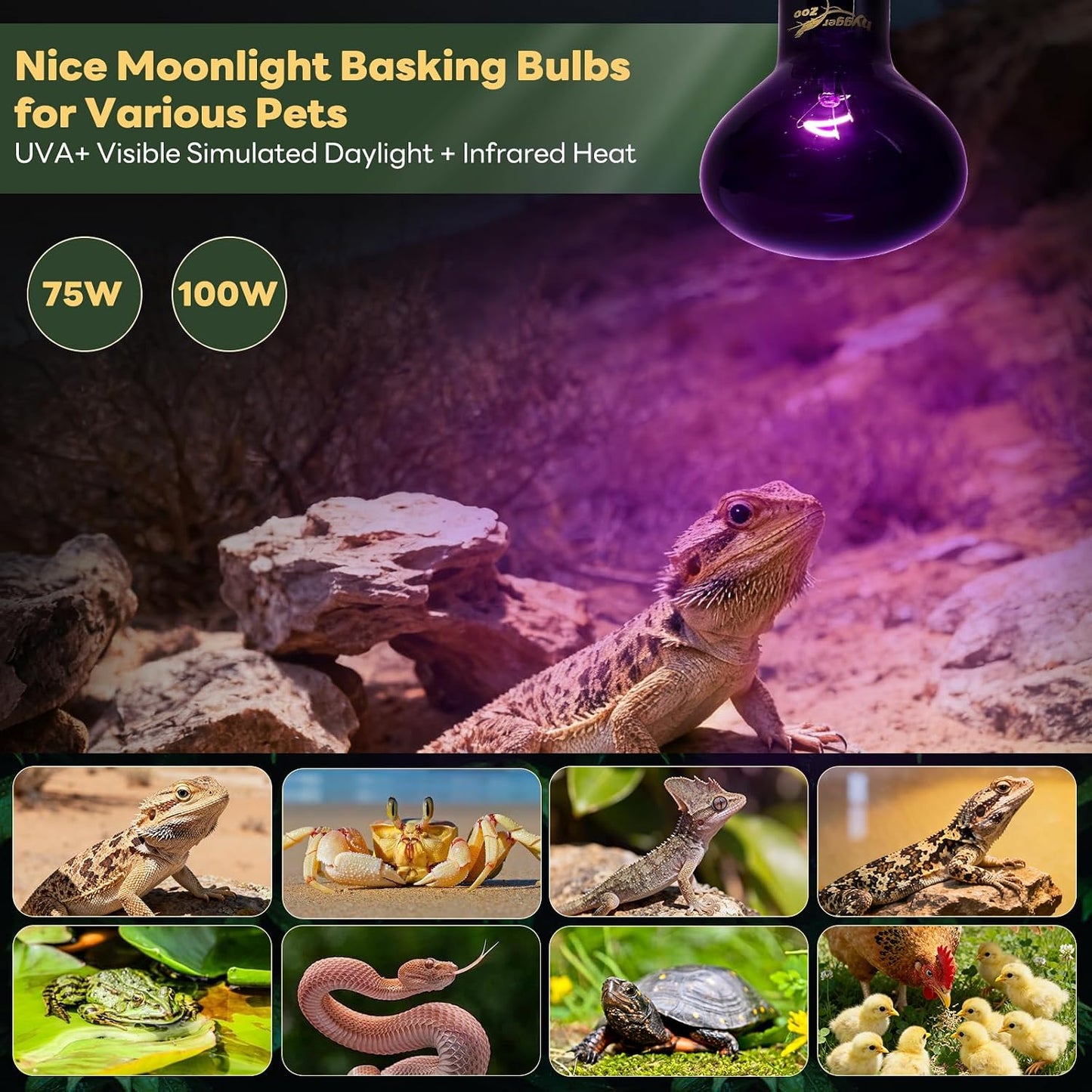 REPTI ZOO night heat bulb setup over a bearded dragon enclosure