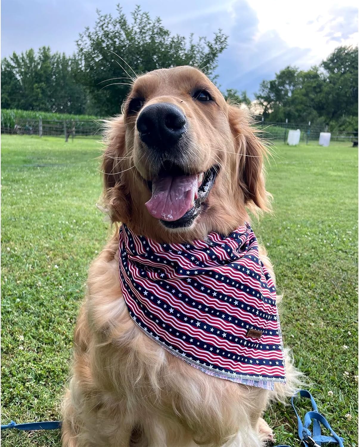 Lionheart Glory adjustable large dog scarf tied securely on pet