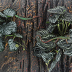 Side view of fake reptile plant foliage