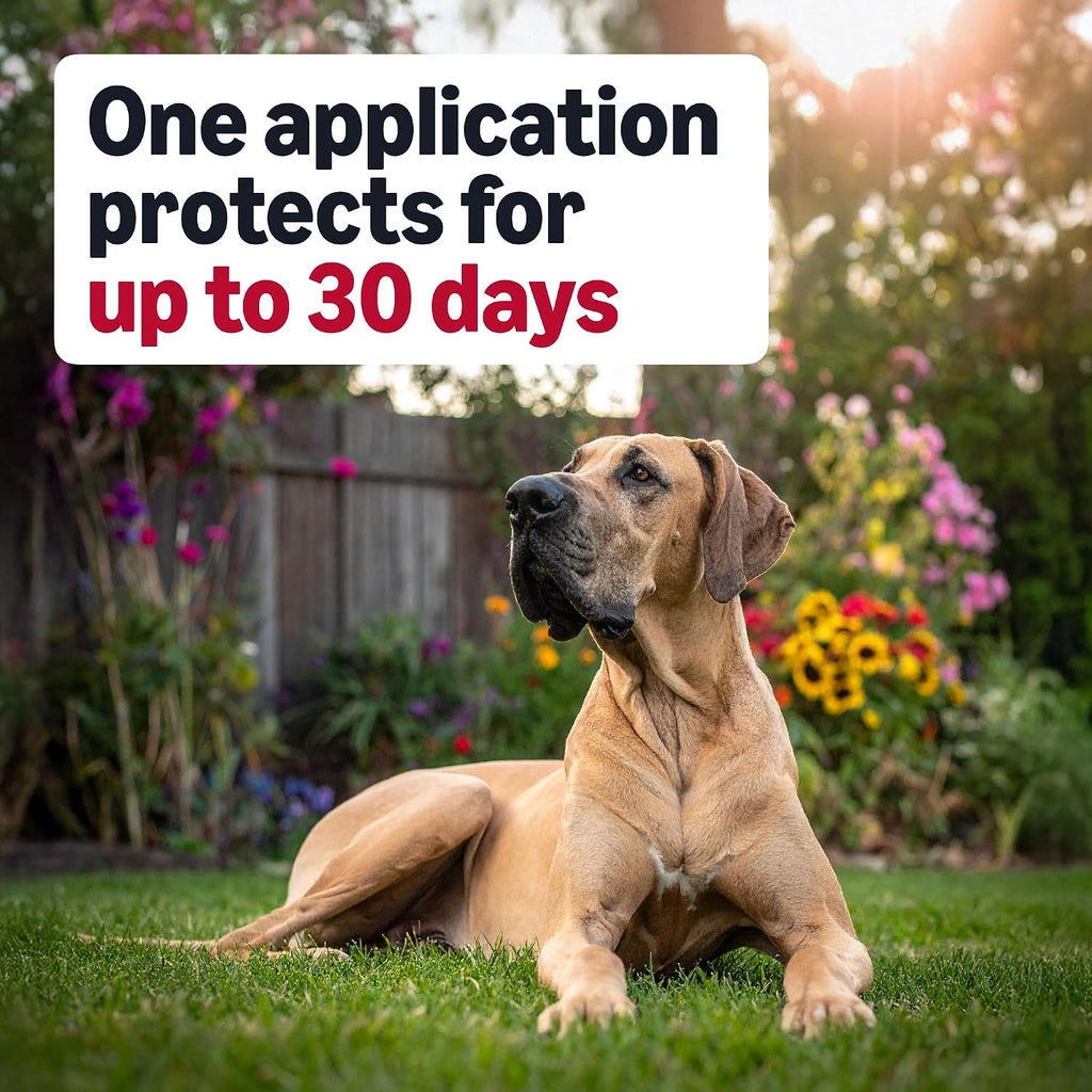 Six count package layout of USA imported flea treatment for heavy breed dogs.