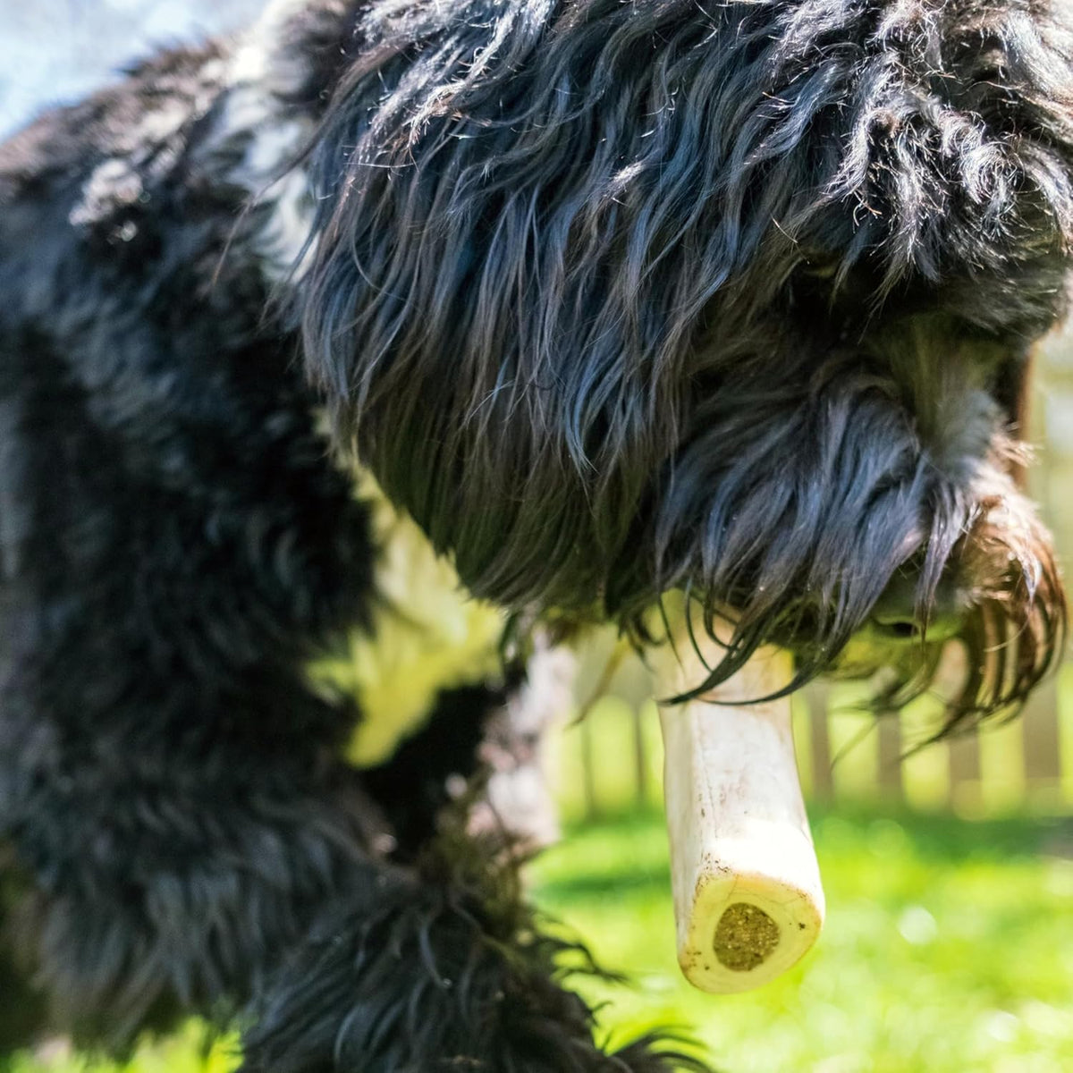 Durable real beef shin bone for aggressive chewers showing the high protein filling.