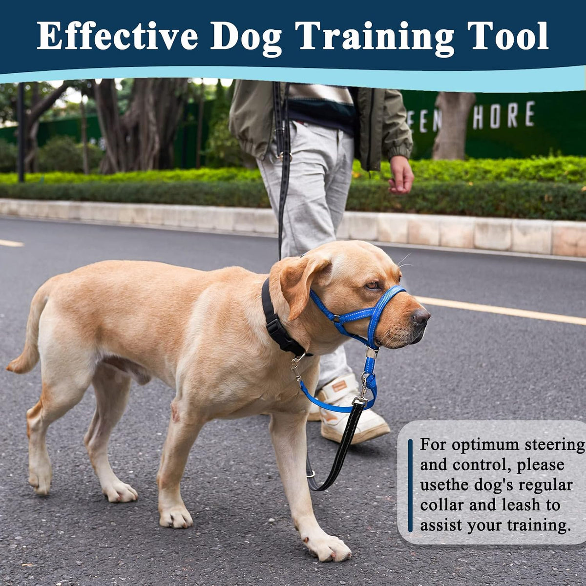 Owner using Barkless no pull head collar on large dog outdoors