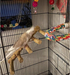 Bird Parrot Ladder Perch for Cage, Nature Wooden Bird Bridge Exercise Stands Parrot Climbing Chewing Toys for Small Animal - Image 2