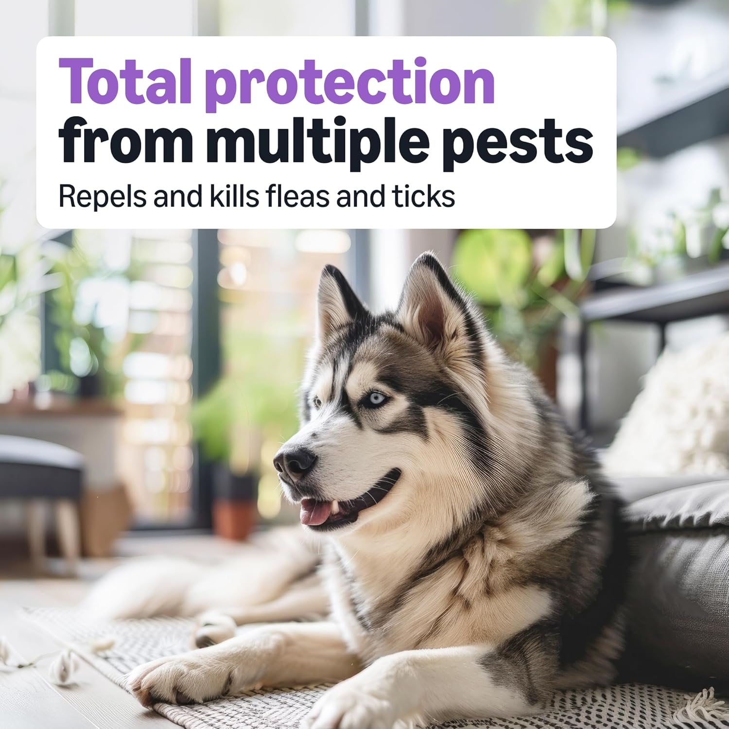 Fipronil and S-methoprene waterproof flea drops for large dogs