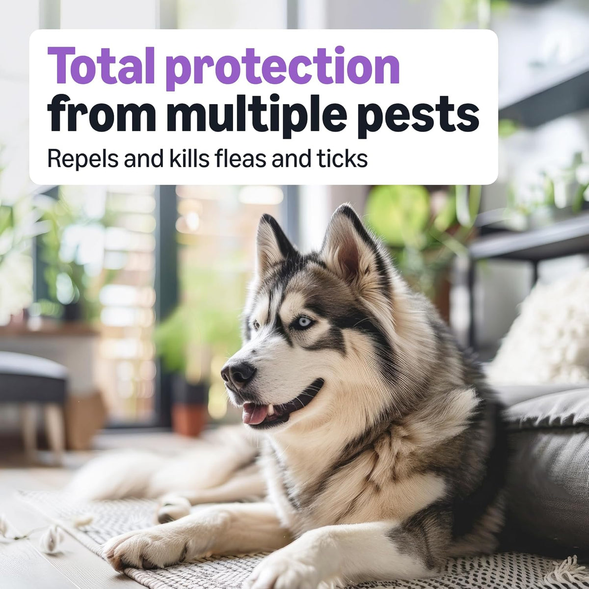 Fipronil and S-methoprene waterproof flea drops for large dogs