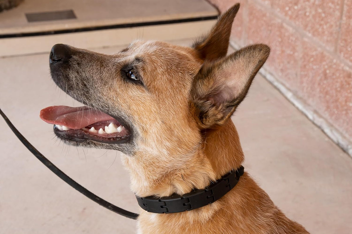 Starmark 21 inch dog training collar laid flat