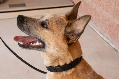Durable polymer design of Starmark training collar