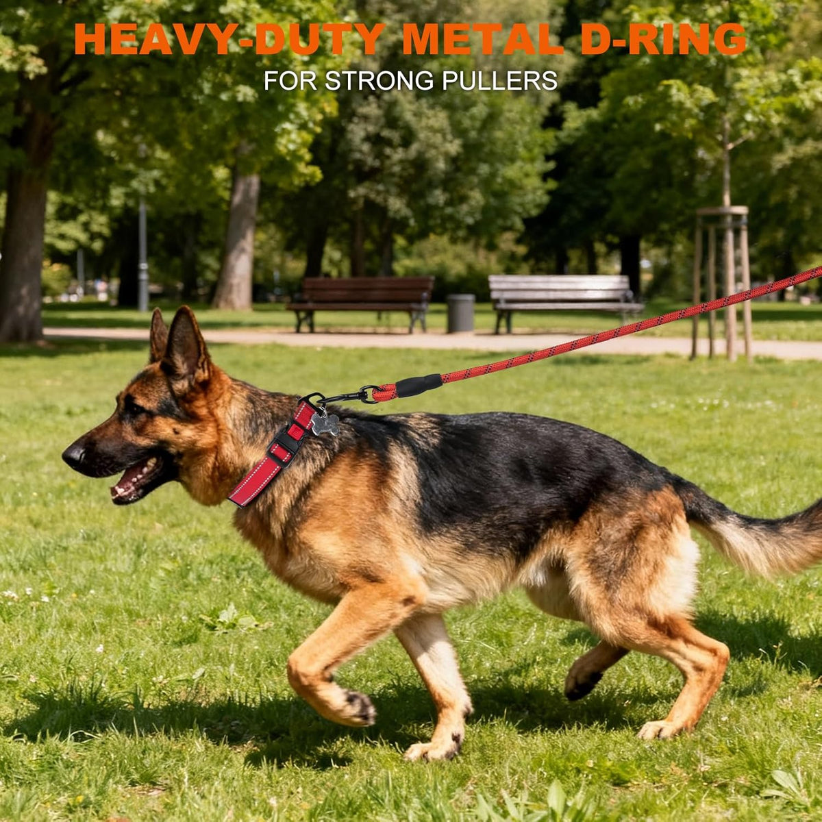 Large dog wearing Taglory red reflective nylon collar