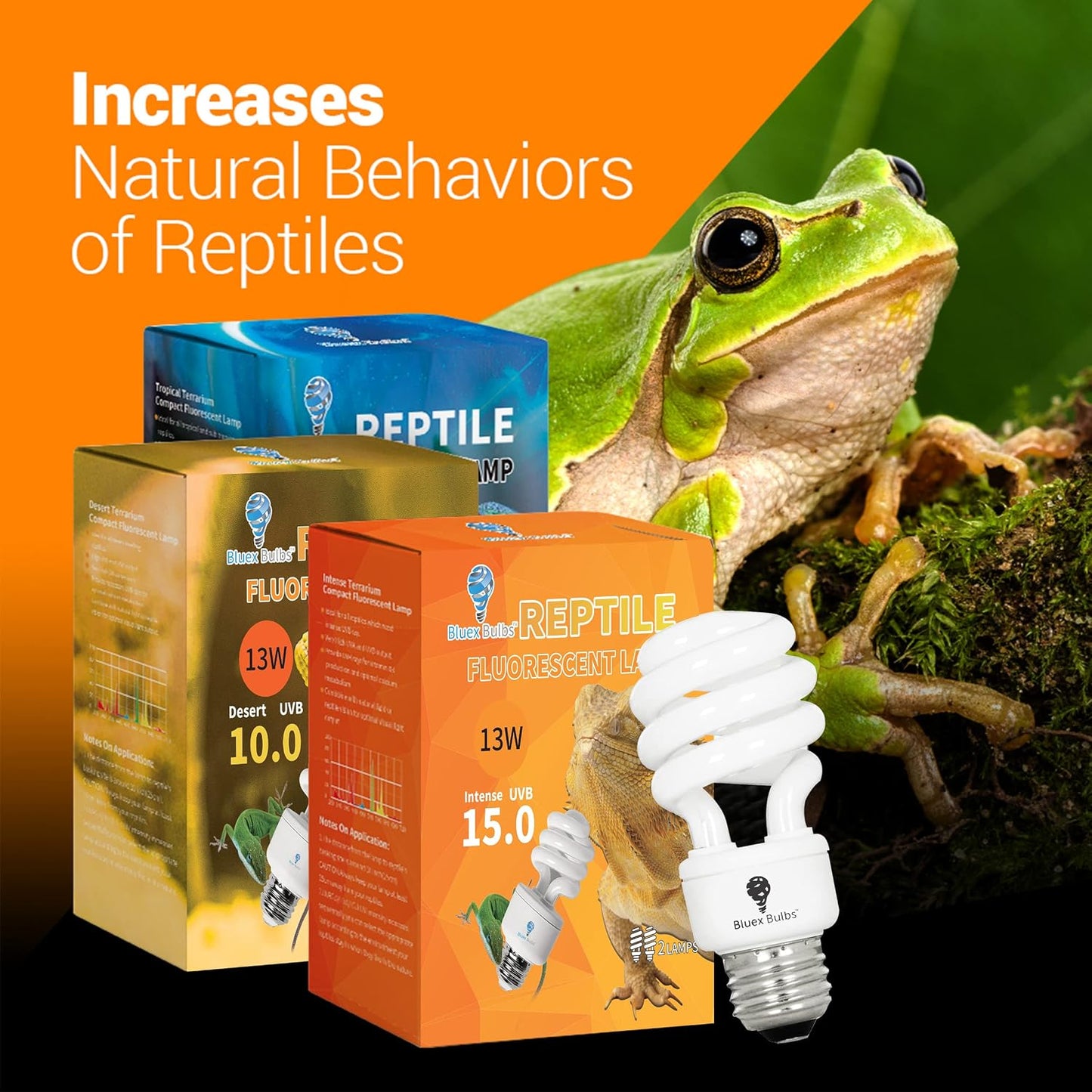 Bearded dragon basking under the authentic Bluex Bulbs desert UVA UVB light lamp.