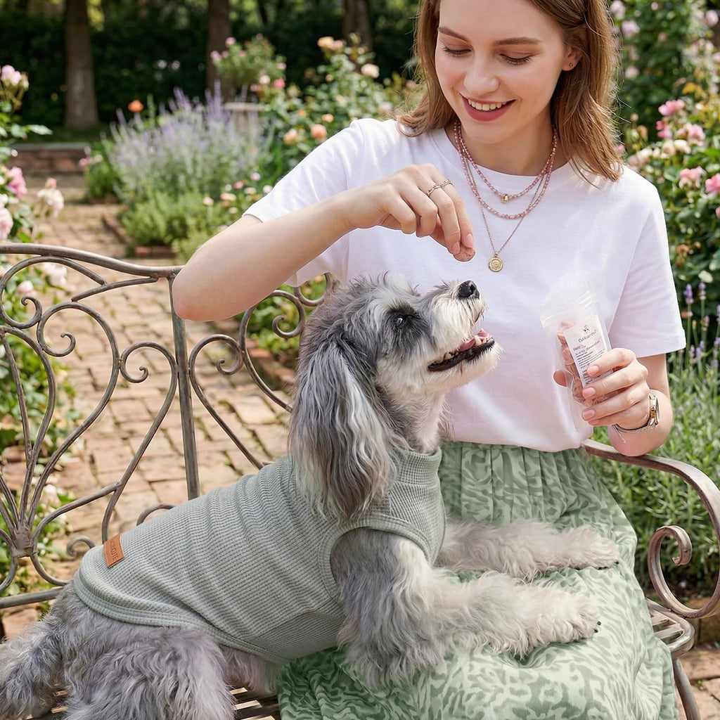 Small dog running in outdoor park wearing shirt