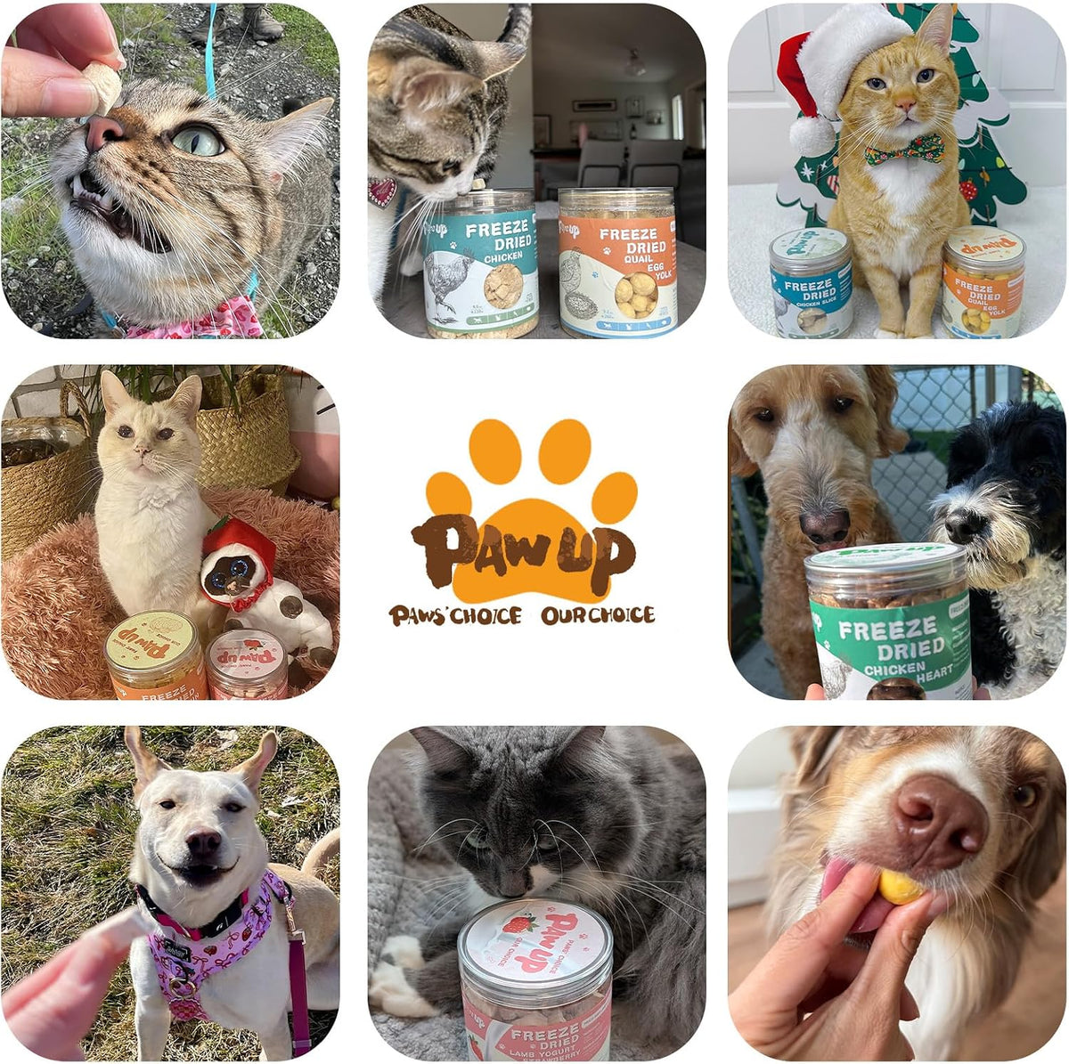 PAWUP Freeze Dried Pumpkin Treats for Dogs & Cats - Single Ingredient High Fiber Dog Food Topper for Digestion & Gut Health, Natural Pet Snacks for Sensitive Stomachs, 1.58 oz - Image 8