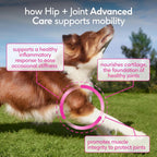 Native Pet dog mobility supplement container with measuring scoop