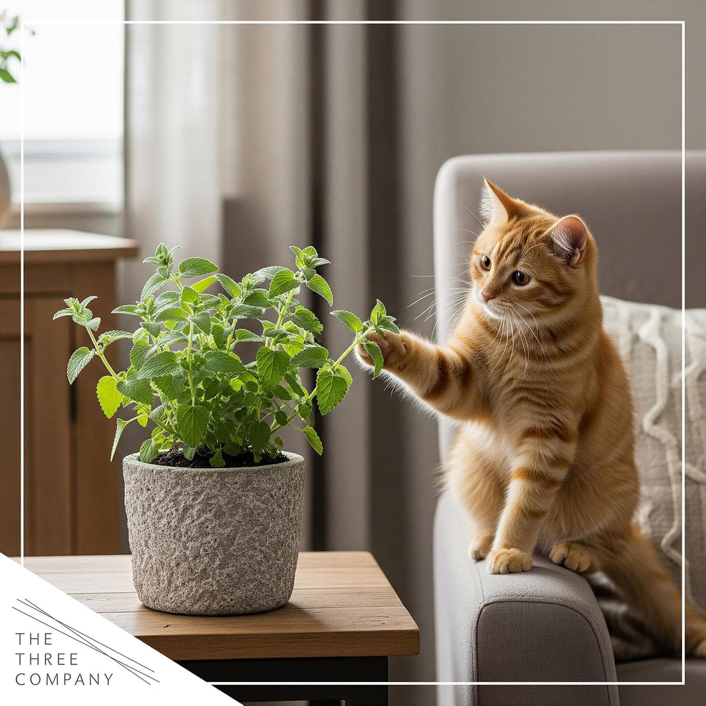Close up view of fresh live catnip leaves rich in natural nepetalactone